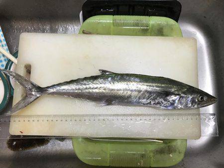 ショアジギング