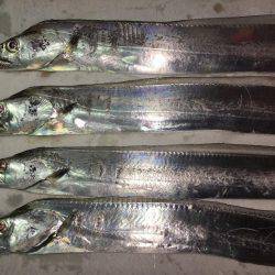 朝マズメ、タチウオ