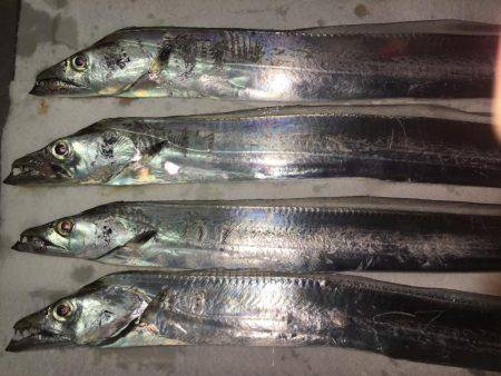 朝マズメ、タチウオ