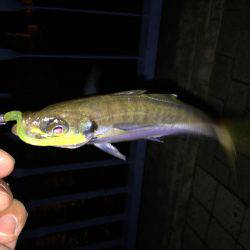 アジング初ゲット