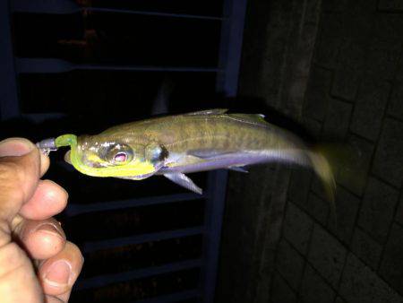 アジング初ゲット