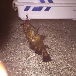 ガシラ\\\\٩(๑`^´๑)۶////