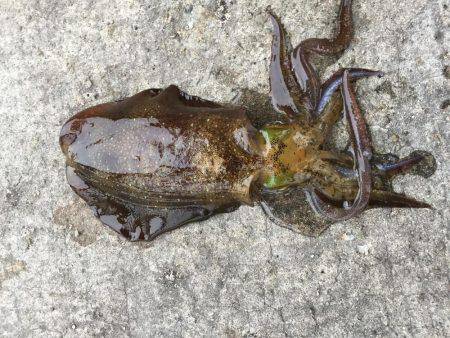 型が大きくなってきました