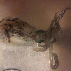 大きくなったね