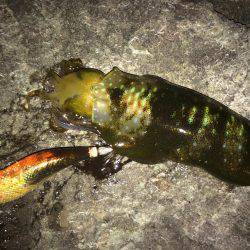 良いサイズが居ない？