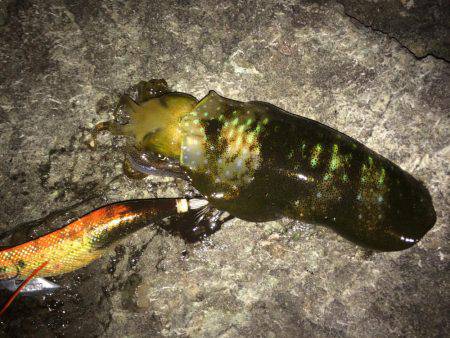 良いサイズが居ない？