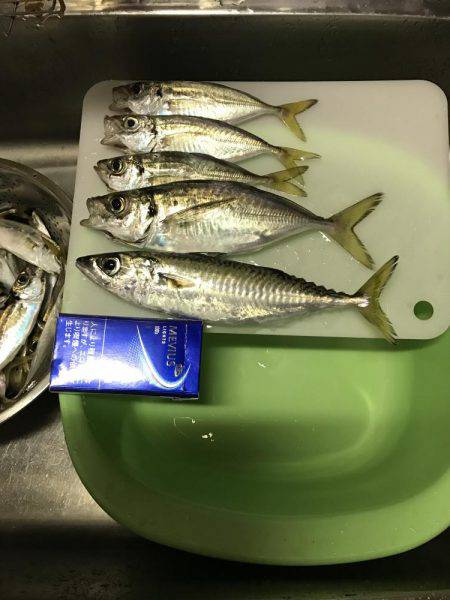 なかなかの大きさ