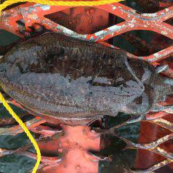 アオリイカは何処に…