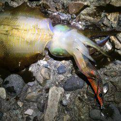 ナイトエギング