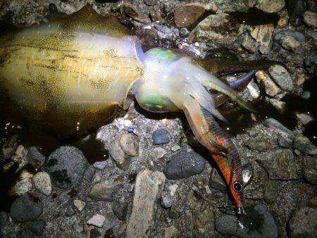 ナイトエギング