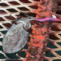 サーベルナイトでタチウオ狙い…のはずが