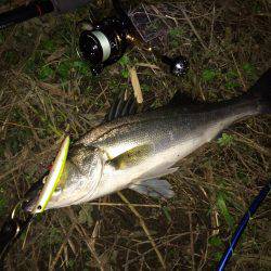 リバーシーバス