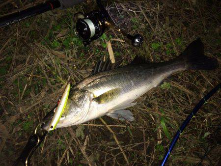 リバーシーバス