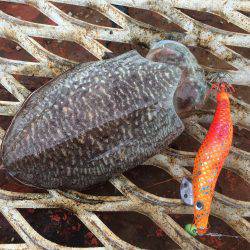 懲りずにエギング