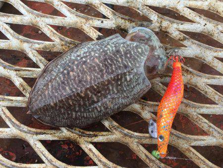 懲りずにエギング