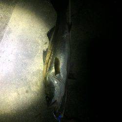 久々のリバーシーバス❗️