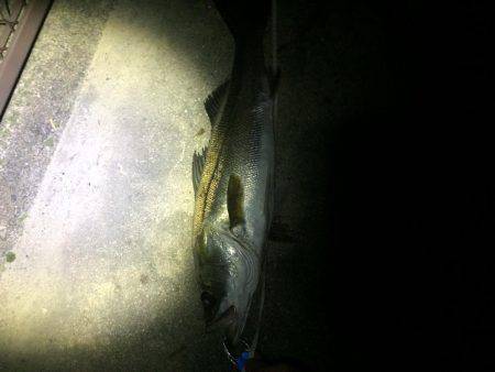 久々のリバーシーバス❗️