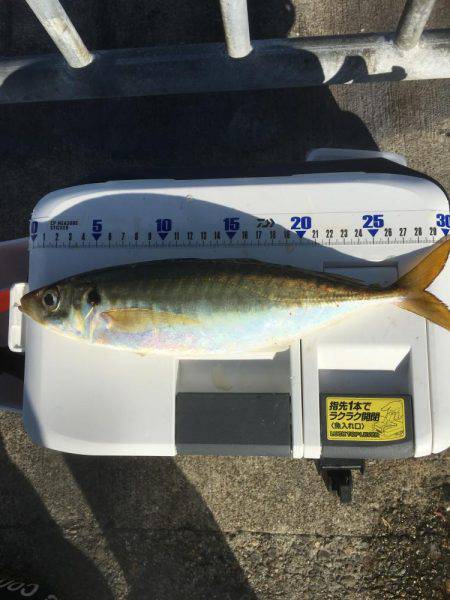 尺アジきたぁ〜