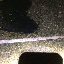 連日の淀川で❗️