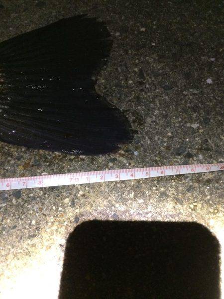 連日の淀川で❗️