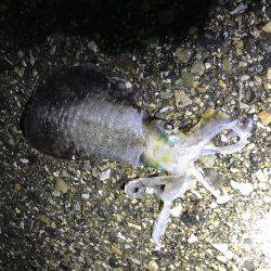 イカ釣り♪