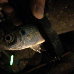 タチウオのちアジ…