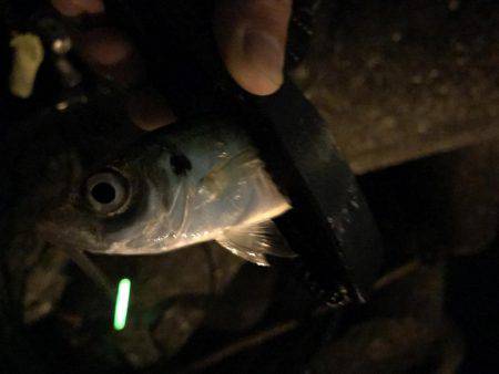 タチウオのちアジ…