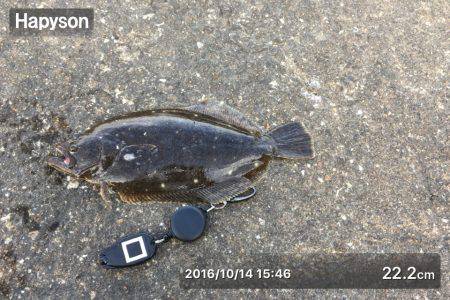 まさかのひらめ