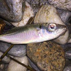 ライトゲーム調査