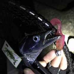 太刀魚パトロール！