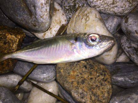 ライトゲーム調査