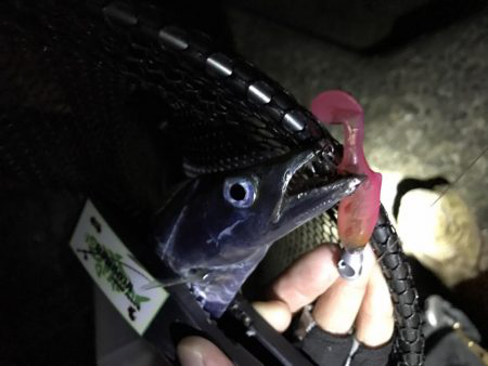 太刀魚パトロール！