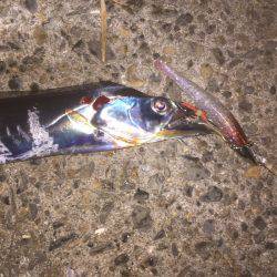 タチウオ上昇中