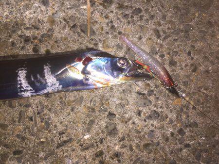 タチウオ上昇中