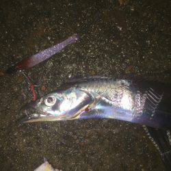 夜はシブいです