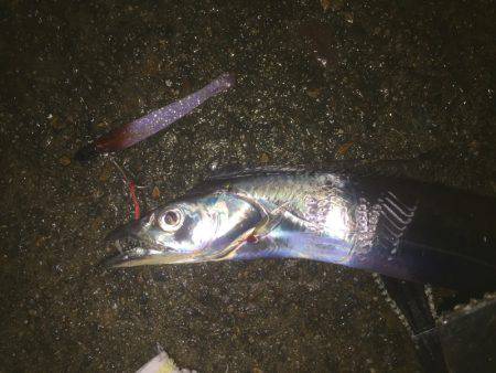 夜はシブいです