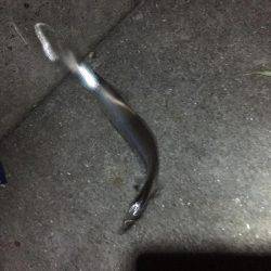 ようやく姫路でタチウオゲット！！