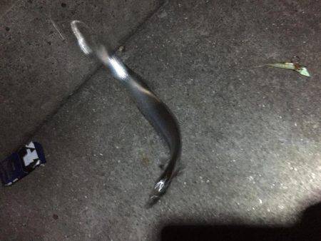 ようやく姫路でタチウオゲット！！