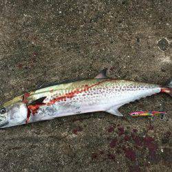 タチウオとサゴシを狙いに！