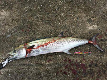 タチウオとサゴシを狙いに！