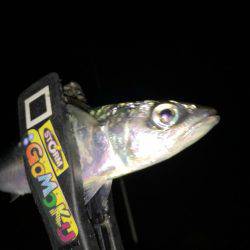 雨上がりのアジング