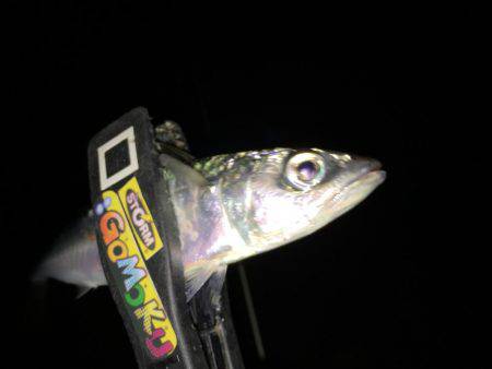 雨上がりのアジング