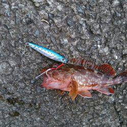 カンパチ＆タチウオ