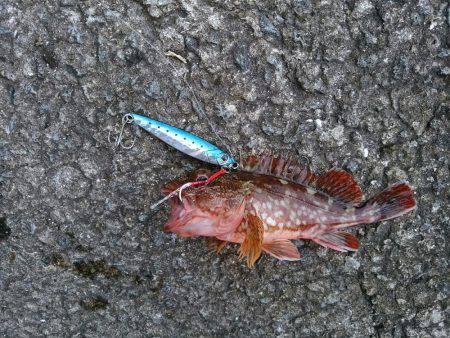 カンパチ＆タチウオ