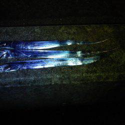 なんとか太刀魚捕獲