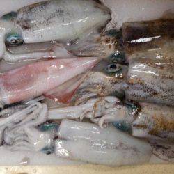 エギング好調！