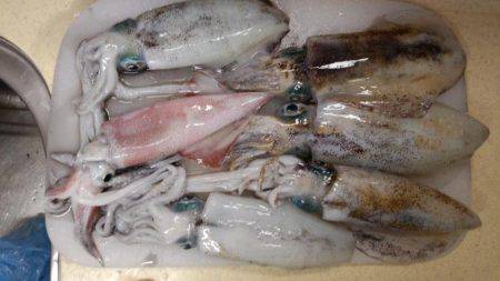 エギング好調！