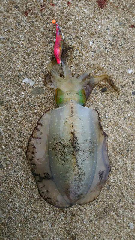 いいサイズ上がりました