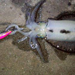 エギング苦しみました