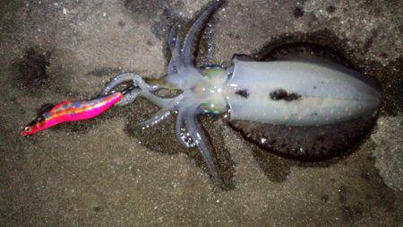 エギング苦しみました